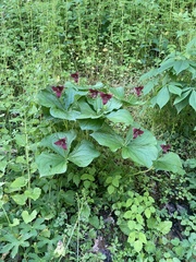 Trillium sulcatum