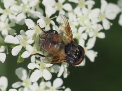 Phasia subcoleoptrata