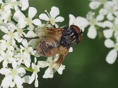 Phasia subcoleoptrata