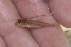 Catostomus commersonii