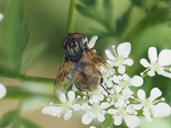 Phasia subcoleoptrata