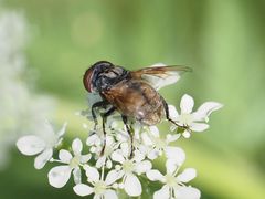 Phasia subcoleoptrata