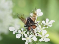 Phasia subcoleoptrata