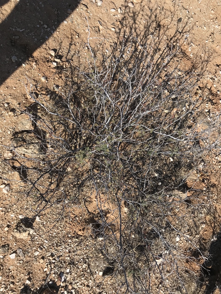 pink fairy-duster from Saguaro National Park, Tucson, AZ, US on May 11 ...