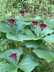 Trillium sulcatum