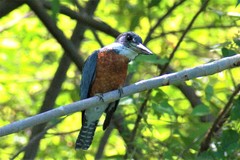 Megaceryle torquata