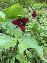 Trillium sulcatum
