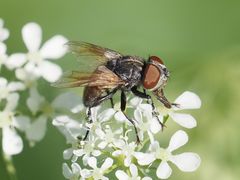 Phasia subcoleoptrata