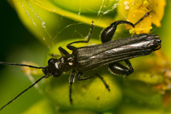 Oedemera atrata