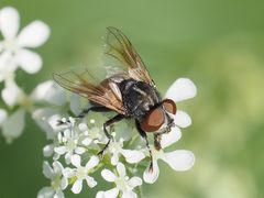 Phasia subcoleoptrata