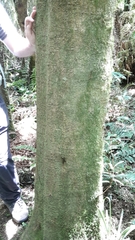 Sophora microphylla