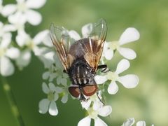 Phasia subcoleoptrata