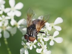 Phasia subcoleoptrata