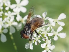 Phasia subcoleoptrata