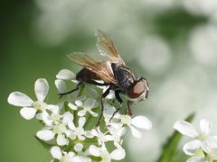 Phasia subcoleoptrata