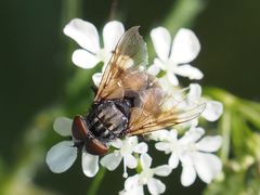 Phasia subcoleoptrata