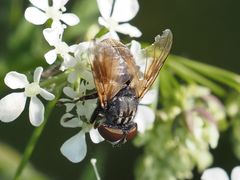 Phasia subcoleoptrata