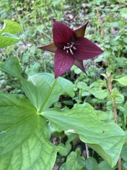 Trillium sulcatum