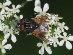 Phasia subcoleoptrata