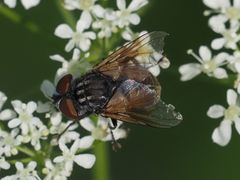 Phasia subcoleoptrata