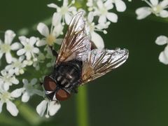 Phasia subcoleoptrata
