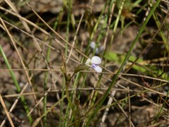 Vandellia clausa