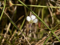 Vandellia clausa