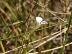 Vandellia clausa