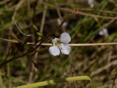 Vandellia clausa