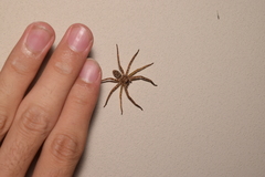 Heteropoda venatoria