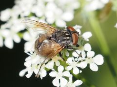 Phasia subcoleoptrata