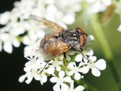 Phasia subcoleoptrata