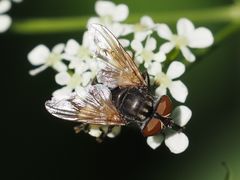 Phasia subcoleoptrata