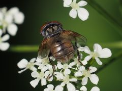 Phasia subcoleoptrata