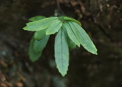 Lysionotus pauciflorus pauciflorus