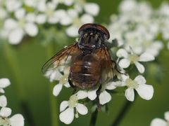 Phasia subcoleoptrata