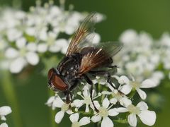 Phasia subcoleoptrata