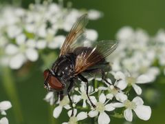 Phasia subcoleoptrata