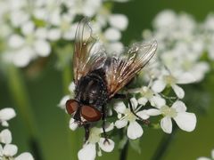 Phasia subcoleoptrata