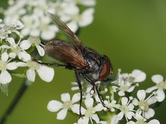 Phasia subcoleoptrata
