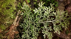 Hymenophyllum flexuosum