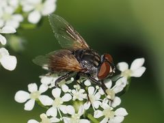 Phasia subcoleoptrata