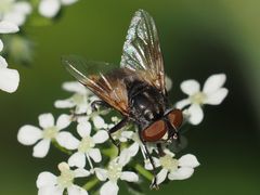 Phasia subcoleoptrata