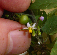 Solanum opacum