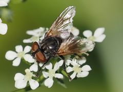 Phasia subcoleoptrata