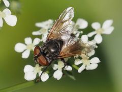 Phasia subcoleoptrata