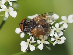 Phasia subcoleoptrata