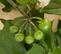 Solanum opacum