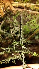 Hymenophyllum flexuosum