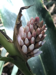 Alpinia shimadae